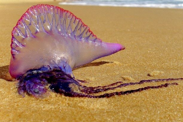 litoral-idema-alerta-sobre-a-incidencia-de-caravelas-portuguesas-nas-praias