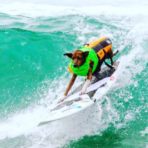 surf-dog-reunira-caes-e-seus-donos-em-disputa-de-surf-inedita-em-natal