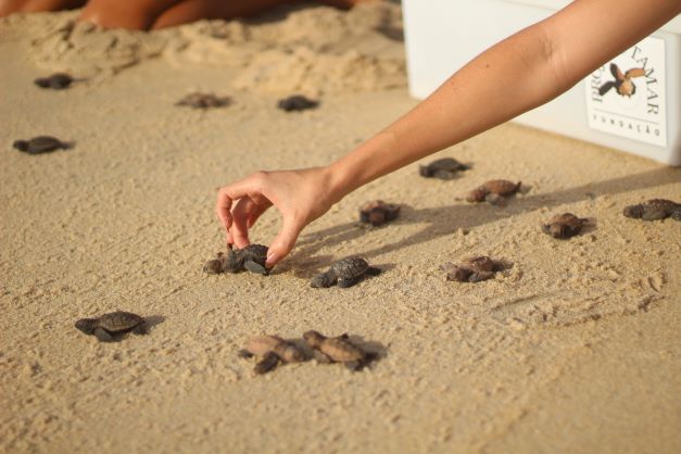 projeto-tamar-idema-acompanha-soltura-de-tartarugas-marinhas-em-tibau-do-sul