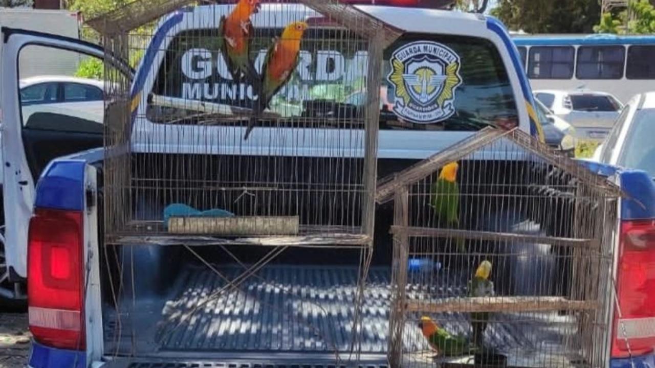 guarda-municipal-resgata-animais-em-situacao-de-maus-tratos