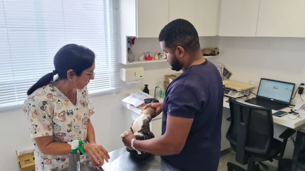 prefeitura-de-parnamirim-inicia-castracao-de-caes-e-gatos-do-projeto-veterinario-nos-bairros